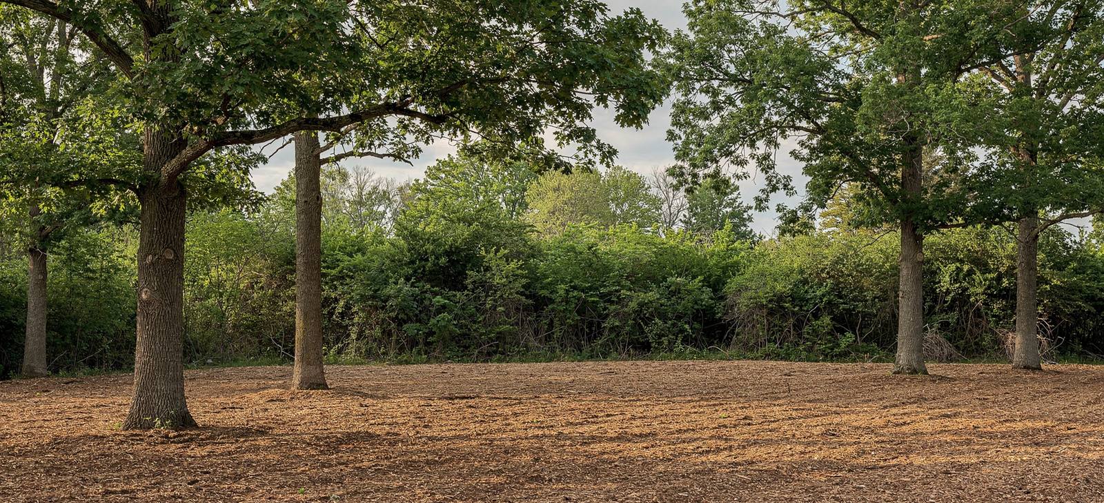 Selectively cleared wooded lot with underbrush mulched and mature hardwoods preserved